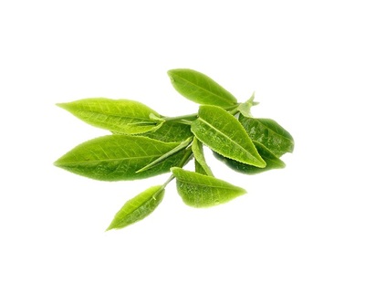 Green Tea Extract