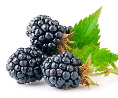 Mulberry Extract