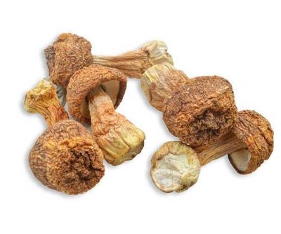Agaricus Blazei Extract