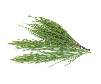 Horsetail Extract