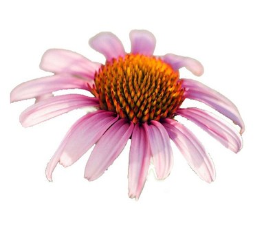 Echinacea Purpurea Extract
