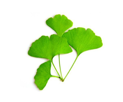 Ginkgo Biloba Extract