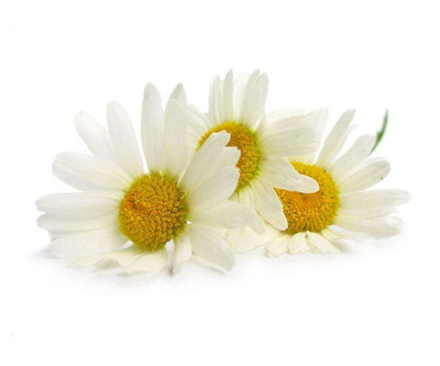 Feverfew Extract
