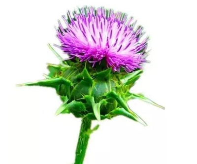 Milk Thistle Extract